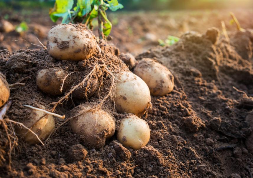 Comment évaluer le prix des pommes de terre ?
